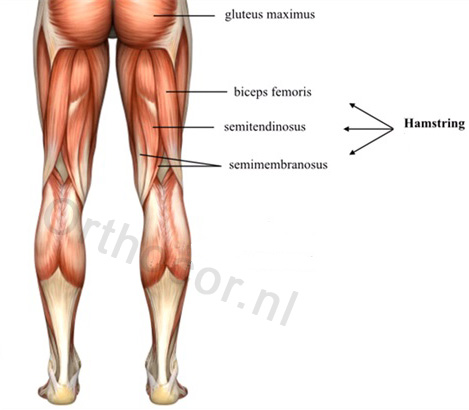 dik verlies uzelf openbaring Hamstring Pijn - Alles over Hamstring Blessure en Oefeningen