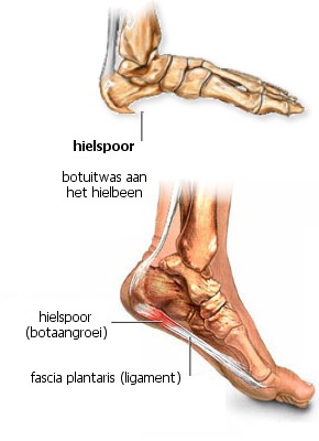 hielspoor
