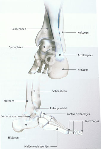anatomie voet
