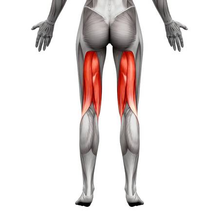 hamstring
