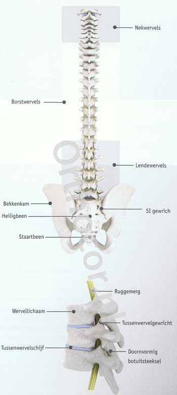 de anatomie van de rug de rug